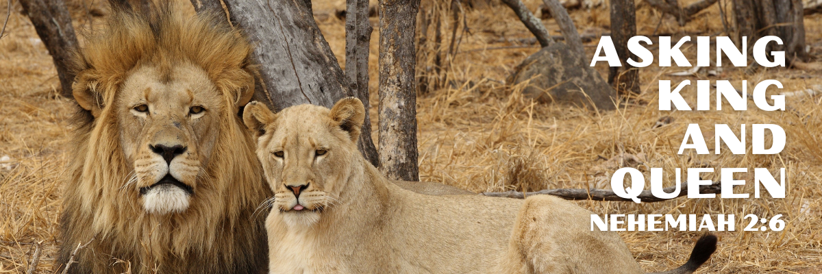 A male and female lion resting together on dry grass in a woodland setting, with the words 'Asking King and Queen – Nehemiah 2:6' displayed on the right side of the image.