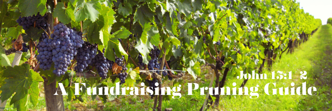 Wide banner image of a sunlit vineyard with rows of grapevines heavy with dark purple grapes, green leaves filling the foreground, and the text “A Fundraising Pruning Guide” and “John 15:1–2” overlaid on the image.