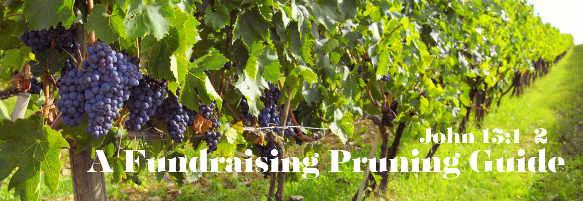 Wide banner image of a sunlit vineyard with rows of grapevines heavy with dark purple grapes, green leaves filling the foreground, and the text “A Fundraising Pruning Guide” and “John 15:1–2” overlaid on the image.